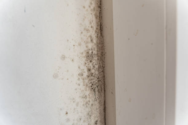 Mold Odor Removal Services in Nissequogue, NY